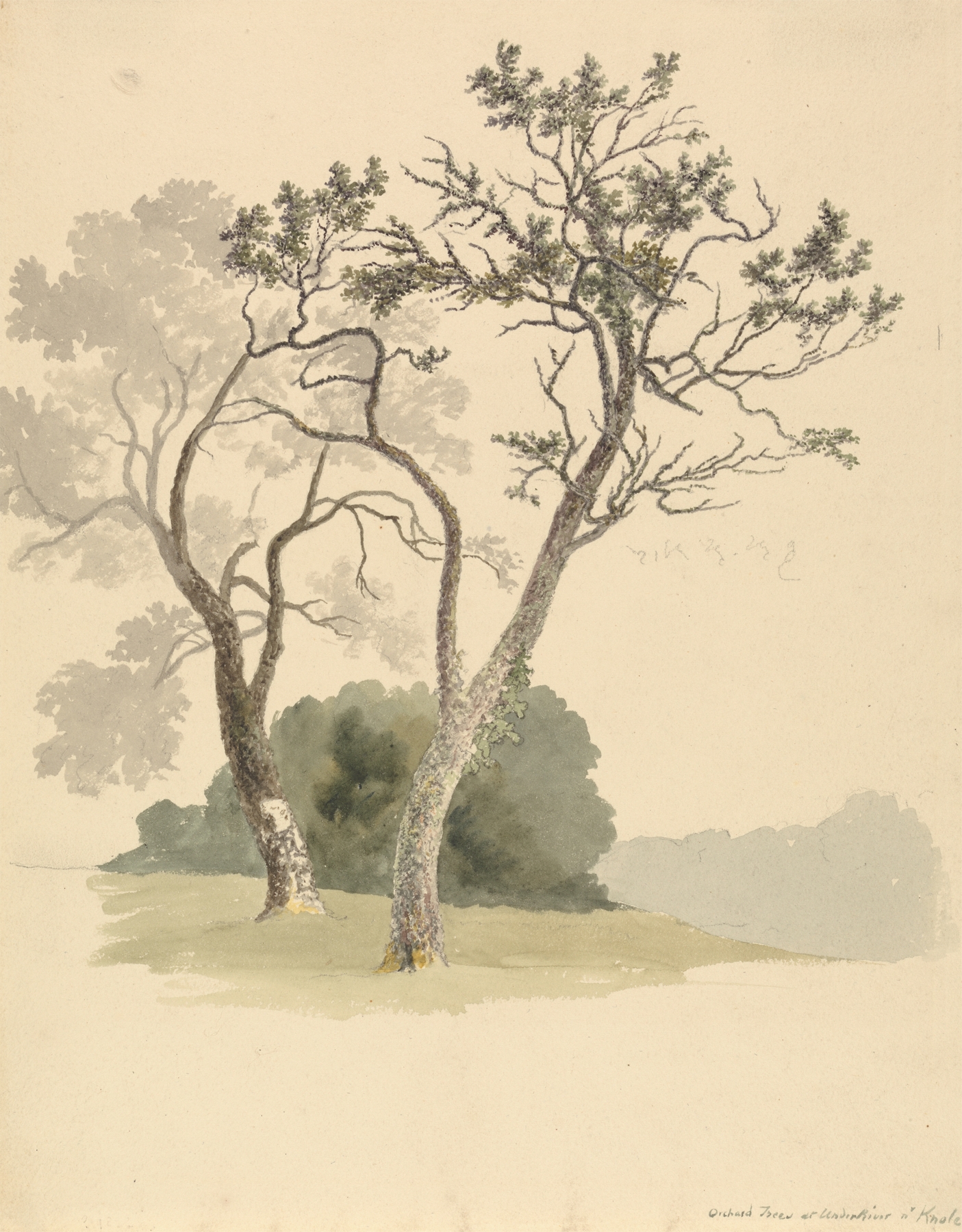 Orchard Trees at Under River near Knole, oil painting by Robert Hills, depicting blossoming trees and sunlight.
