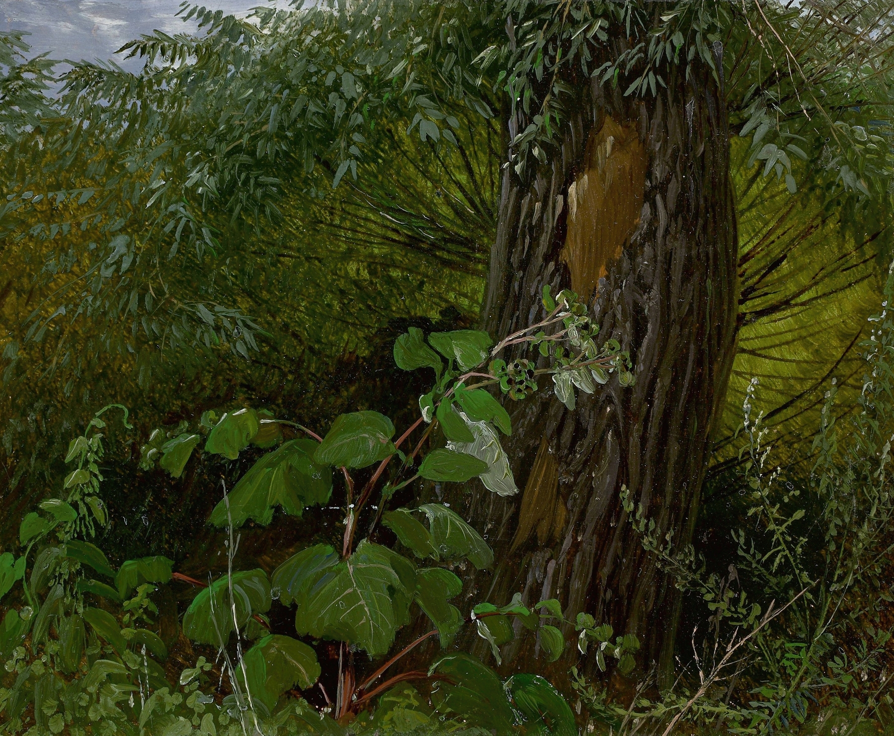 Willow trunk with undergrowth, by Carl Gustav Carus, public domain