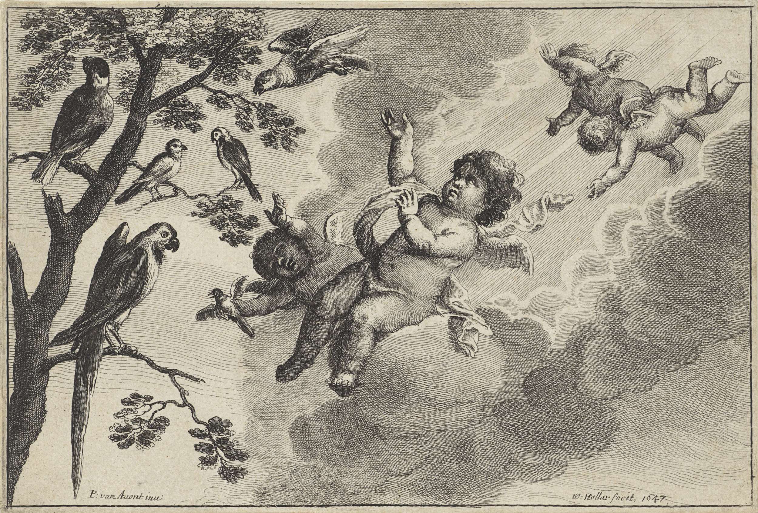Etching by Wenceslaus Hollar depicting putti with tropical birds in a sky
