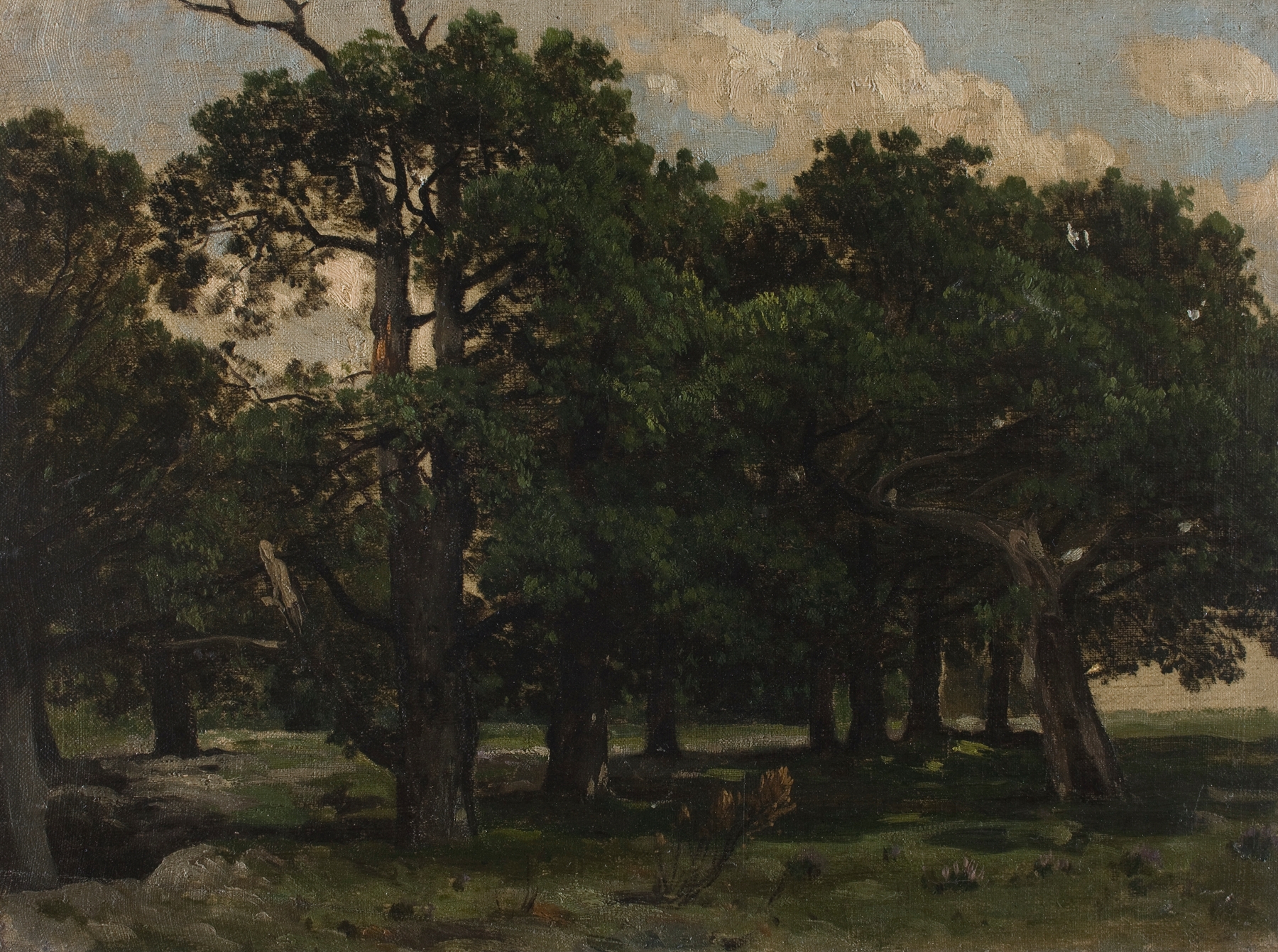 Landscape of tall pines with textured strokes by Józef Szermentowski, oil painting