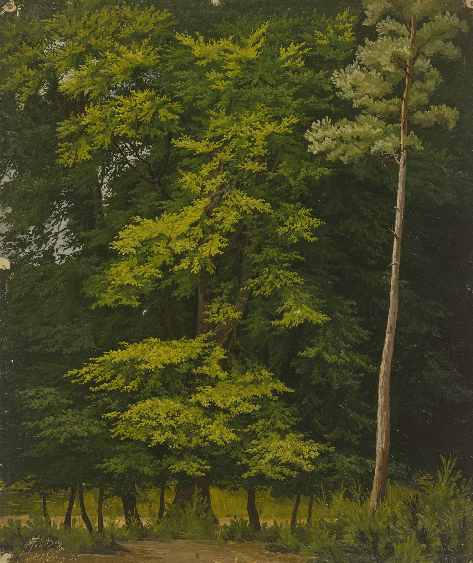 Broadleaf forest study in oil by Christian Heerdt, depicting trees and sunlight.
