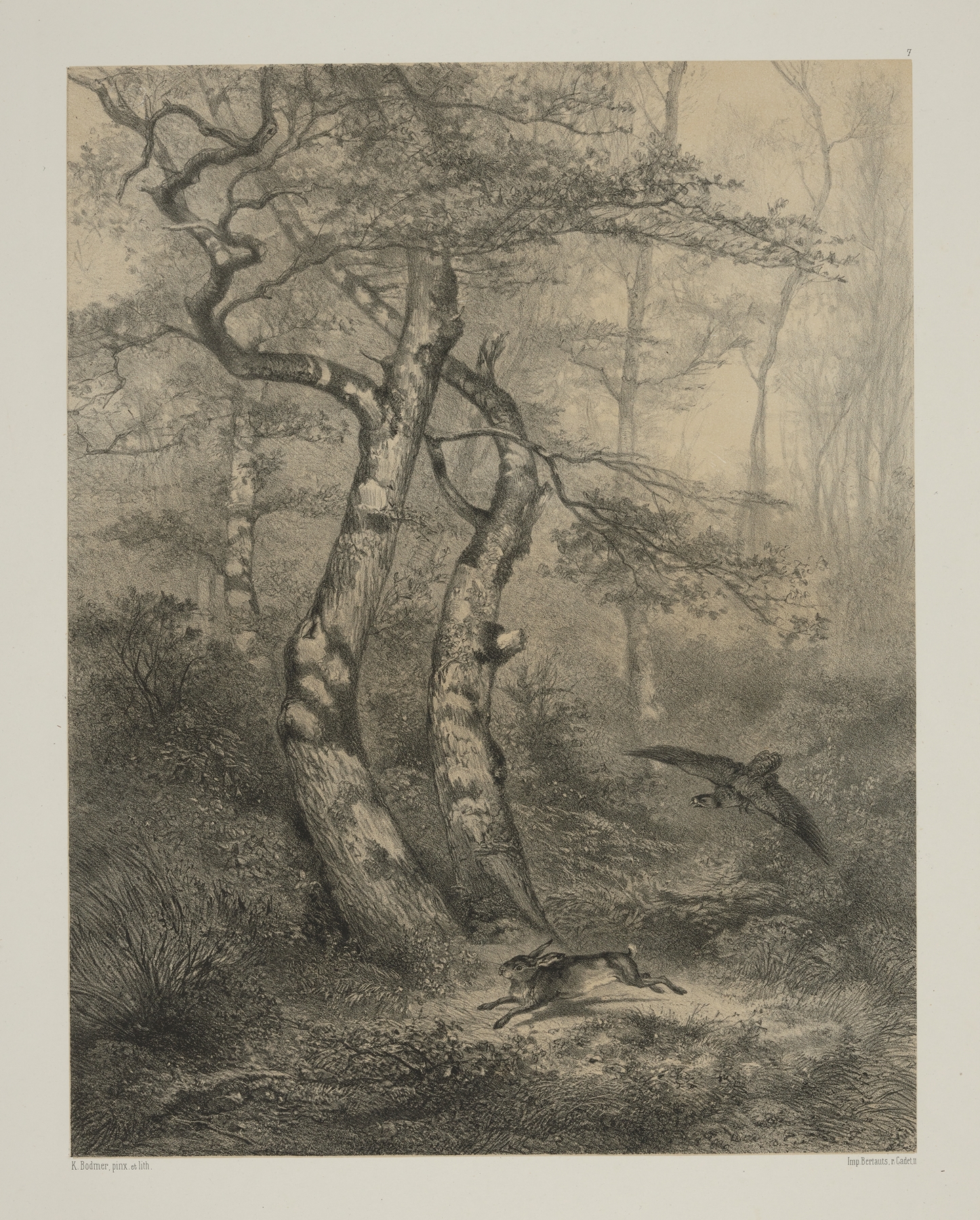 Hare pursued by a goshawk, watercolor on paper by Karl Bodmer