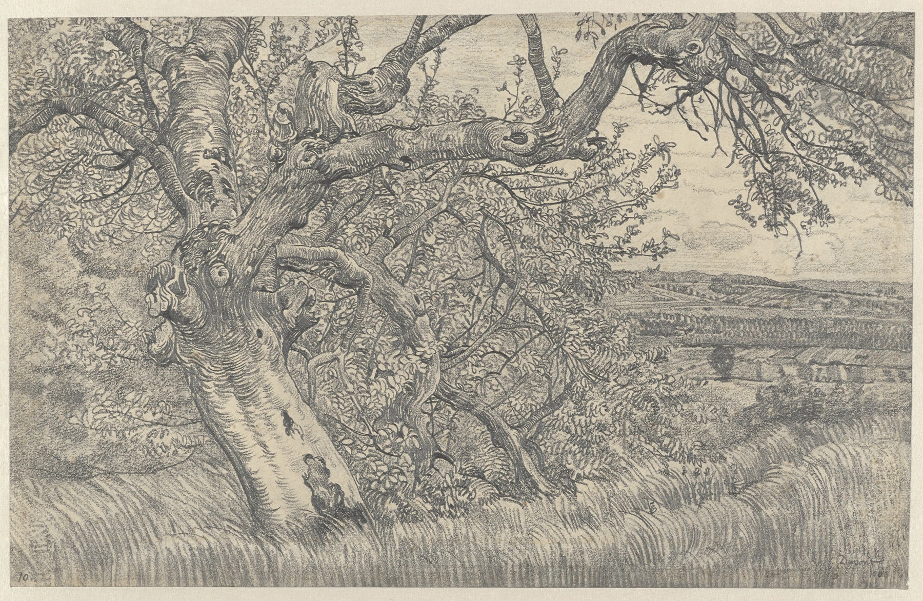 Oude boom in glooiend landschap by Pieter Dupont, realism, depicting a sprawling tree in a landscape.