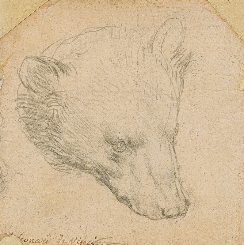 Leonardo da Vinci's 'Head of a Bear' showcases his detailed study of animal anatomy.