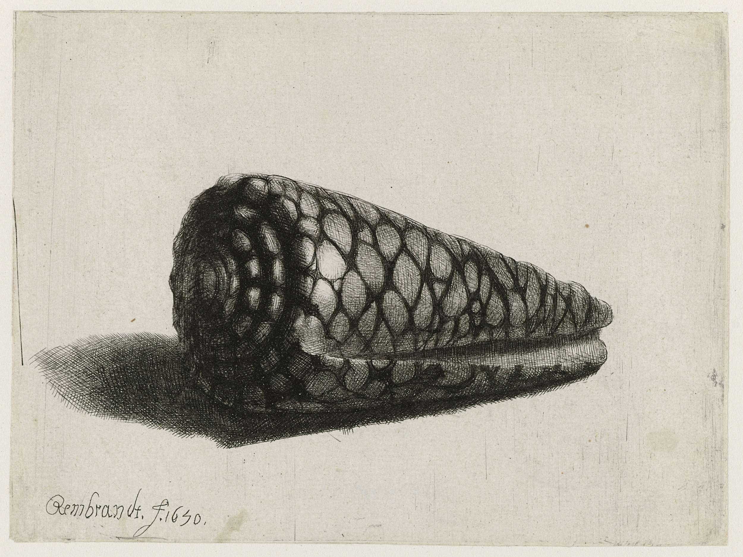 The Shell (Conus marmoreus), by Rembrandt van Rijn, public domain