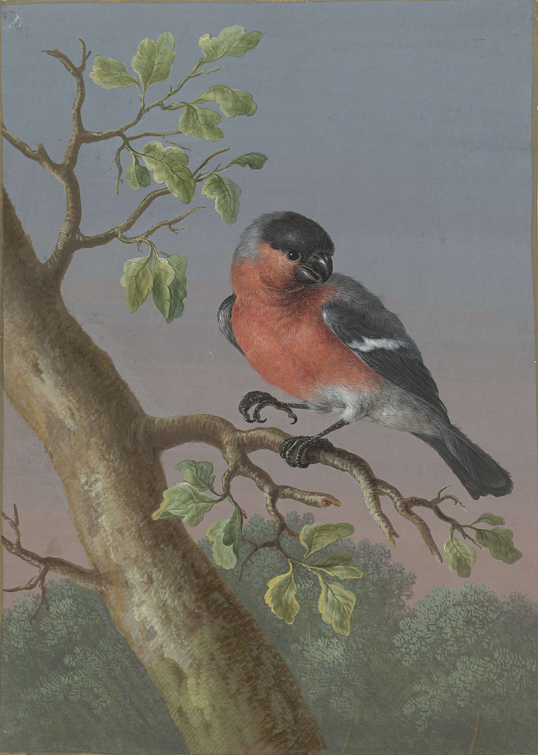 Eurasian Bullfinch by Barbara Regina Dietzsch, watercolor on paper