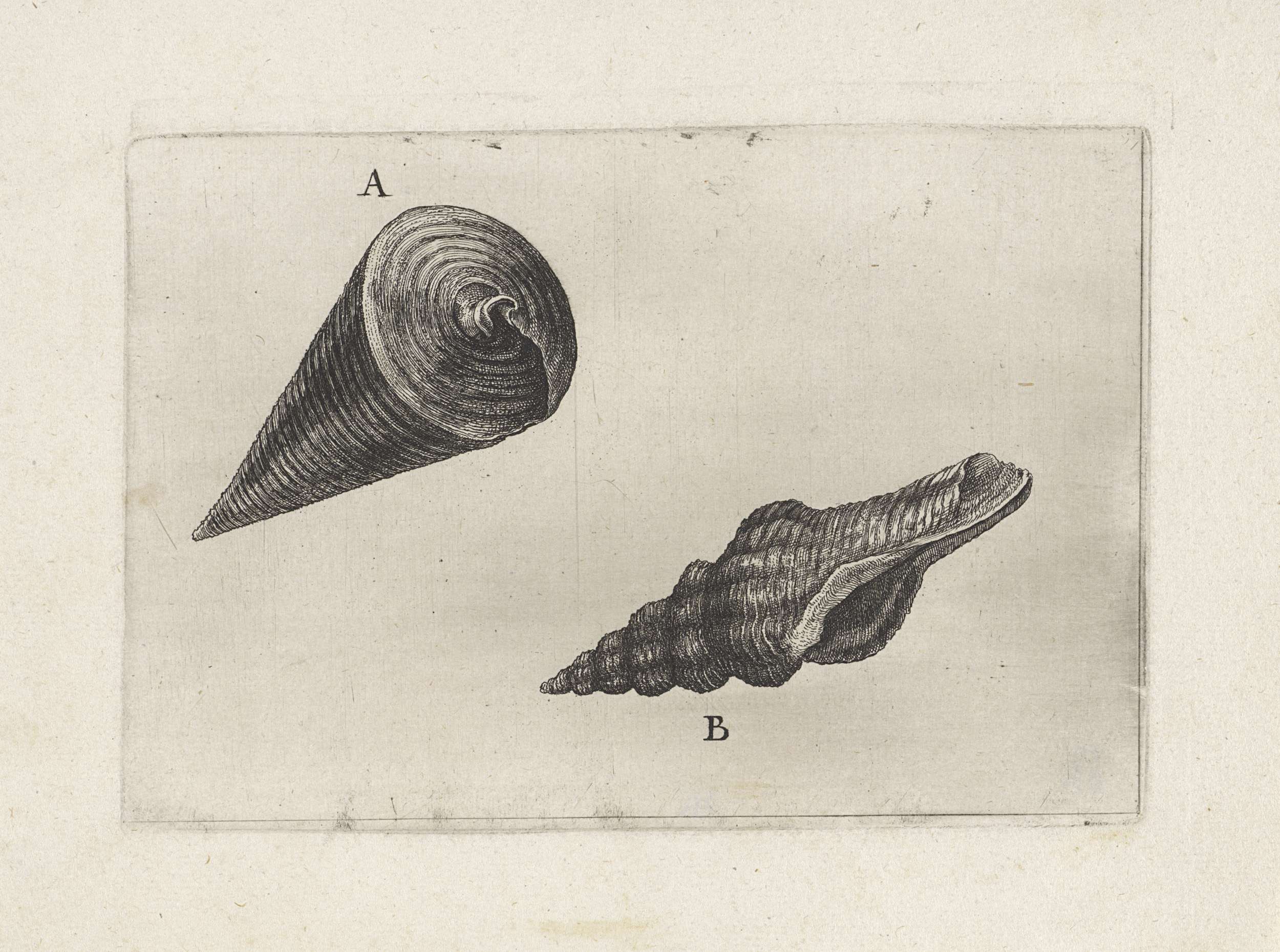 Etching of marine shells by Wenceslaus Hollar