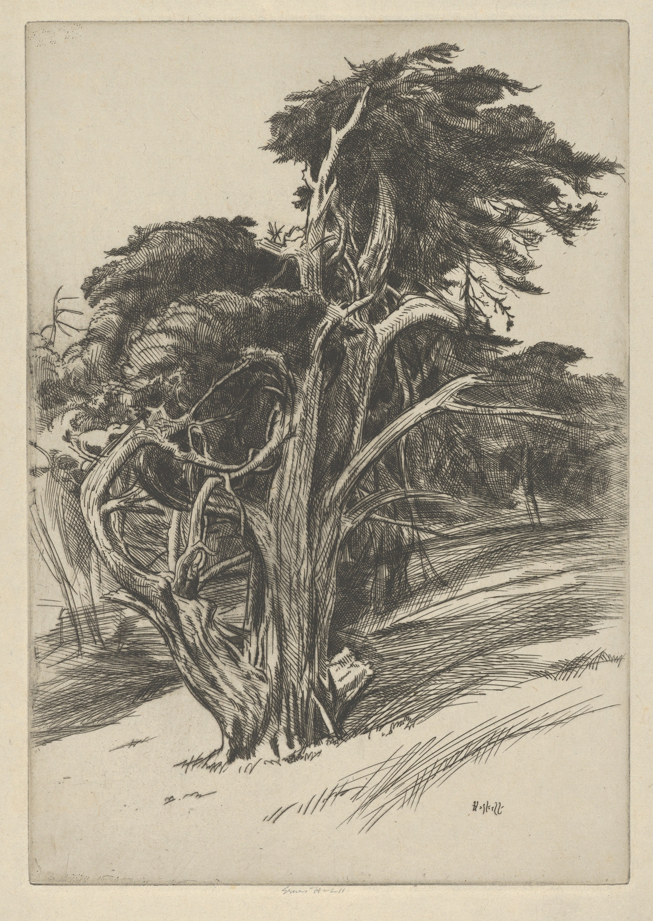 Figurative artwork by Ernest Haskell, Plume of Balboa, featuring feathers and light, medium unknown.