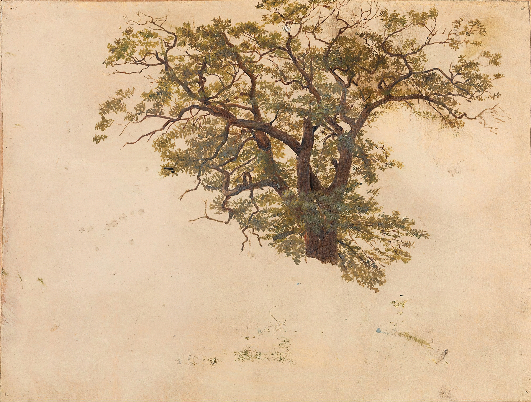 Study of an Oak by Adolph Tidemand, oil painting of a majestic oak tree with detailed bark and branches.