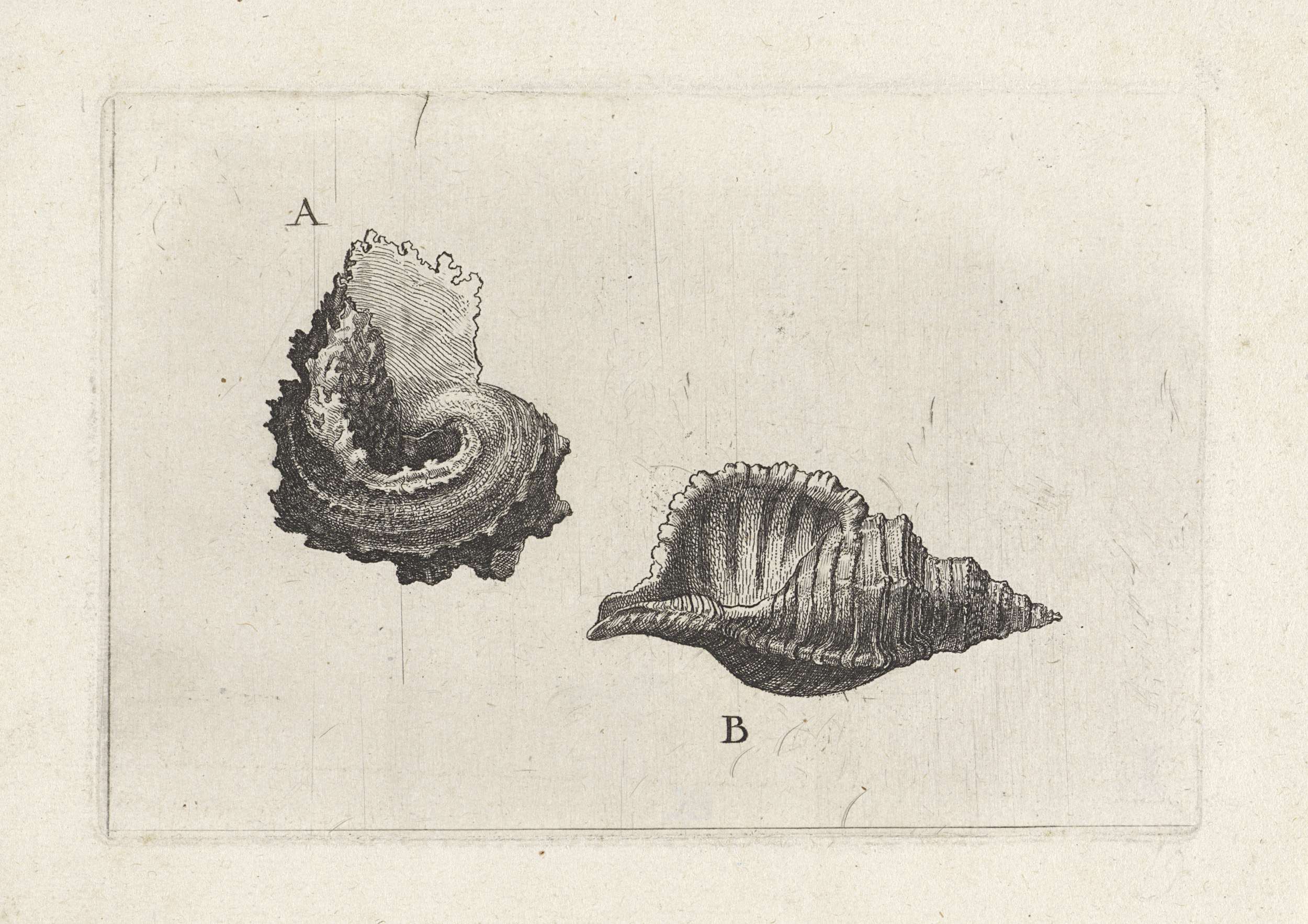 Etching by Wenceslaus Hollar featuring marine shells and intricate textures