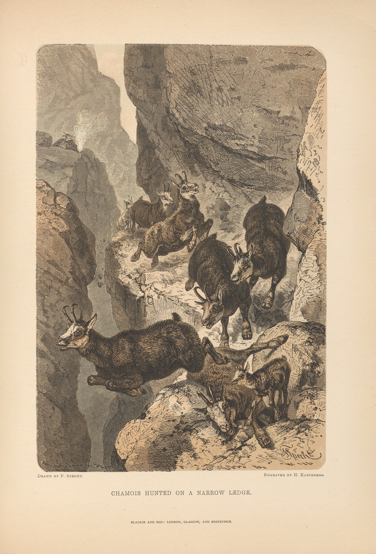 F.‎ ‎Specht – Chamois‎ ‎Hunted‎ ‎on‎ ‎a‎ ‎Narrow‎ ‎Ledge,, by Theodor Gsell Fels, public domain