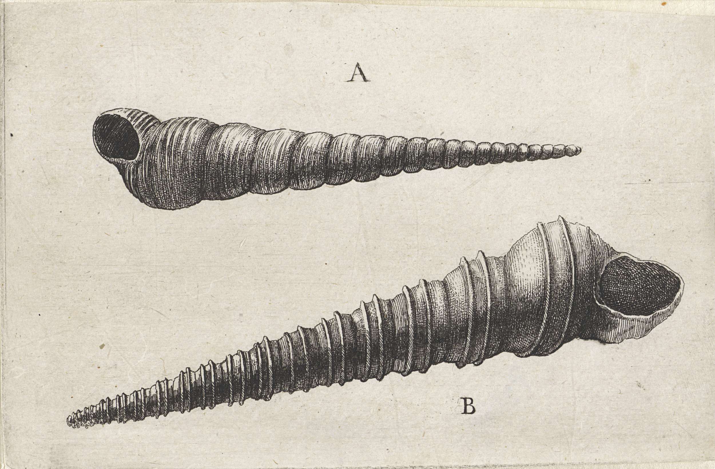 Schelpen, turritella terebra and turritella duplicata etching by Wenceslaus Hollar