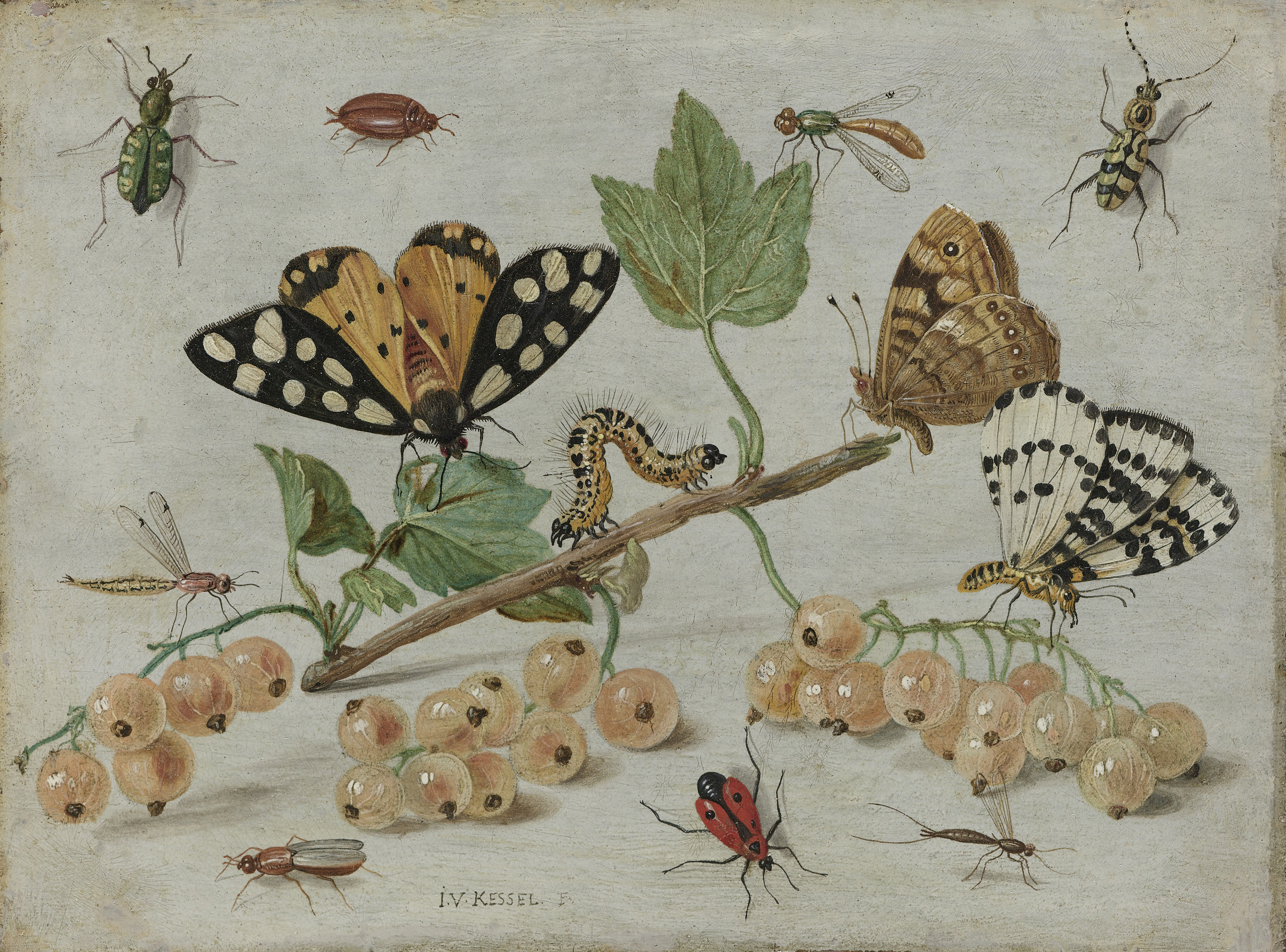 Sprig of White Currants with Insects, by Jan van Kessel (I), public domain