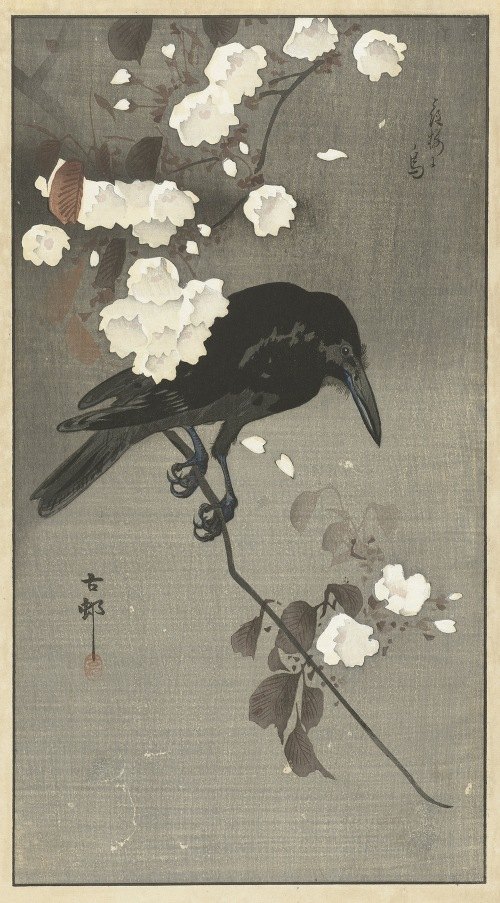 A crow perched among delicate cherry blossoms.