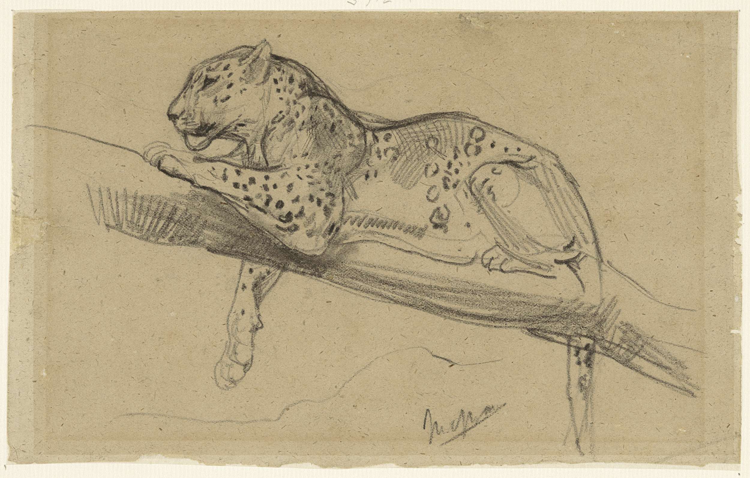 Studie van een luipaard, liggend op een tak, by John Macallan Swan, public domain