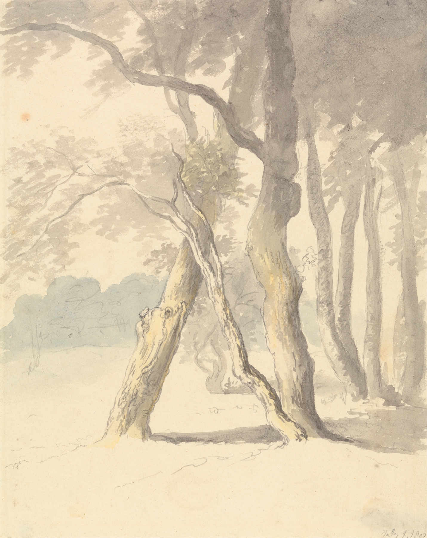 Woodland Study by Robert Hills, oil on canvas depicting a serene forest landscape.