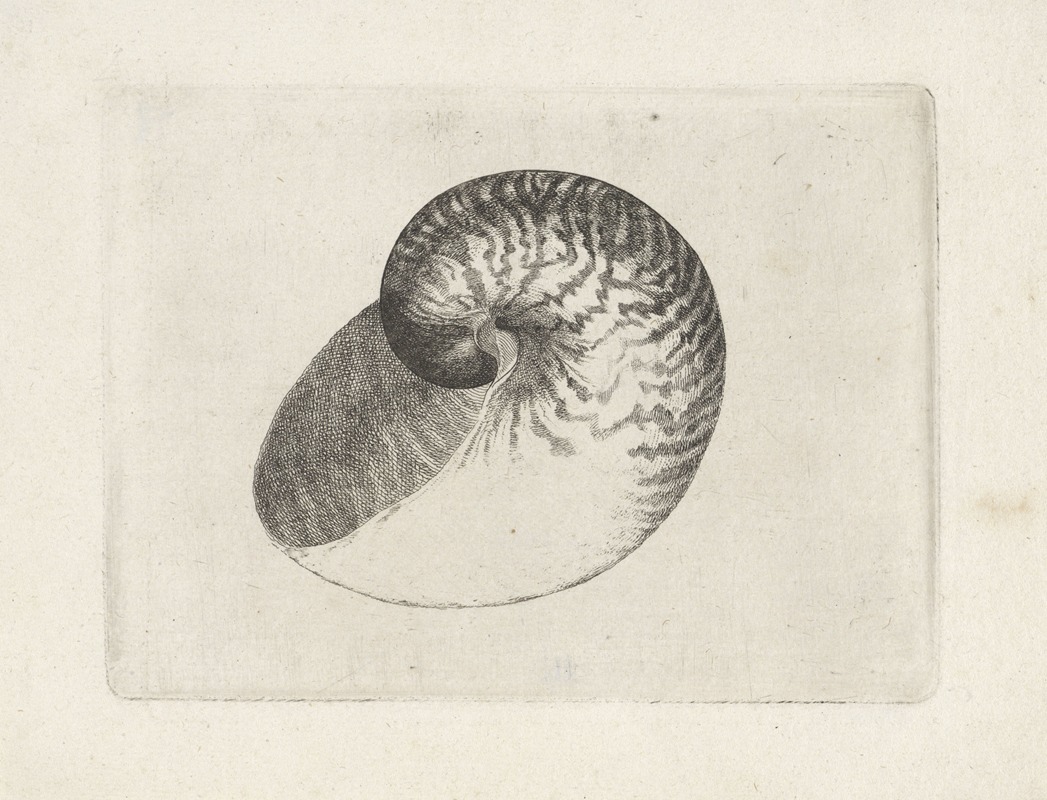 A detailed etching of a chambered nautilus showcasing its intricate shell.