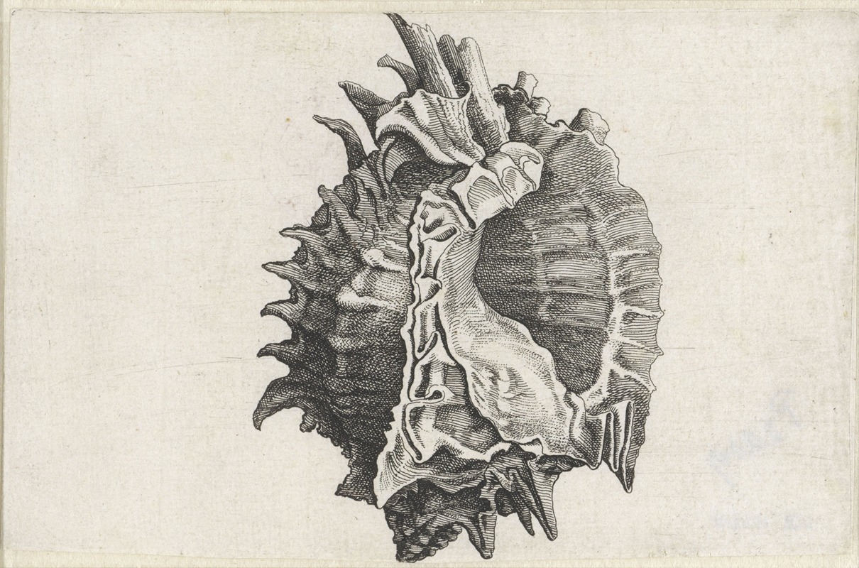 A detailed etching of the pink-mouth murex shell by Wenceslaus Hollar.