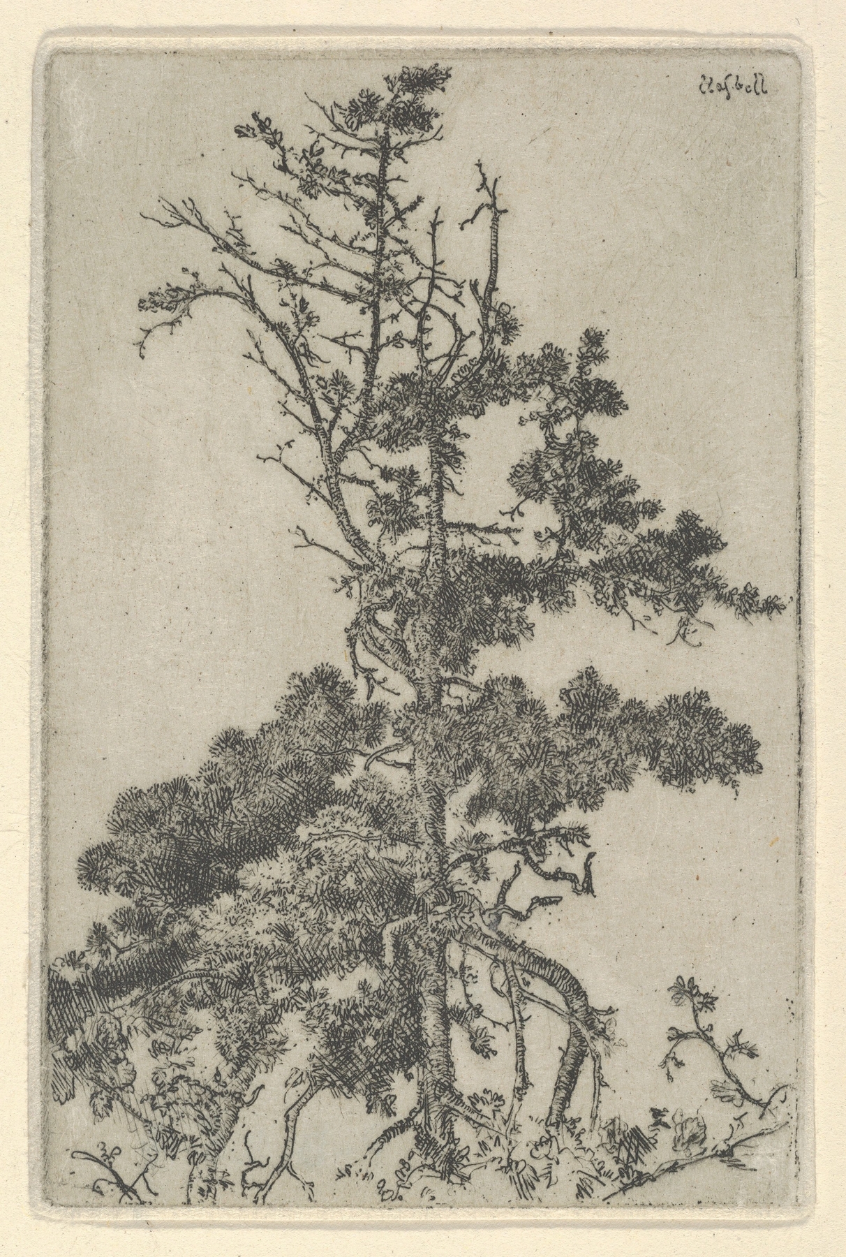 Tree Top, by Ernest Haskell, public domain