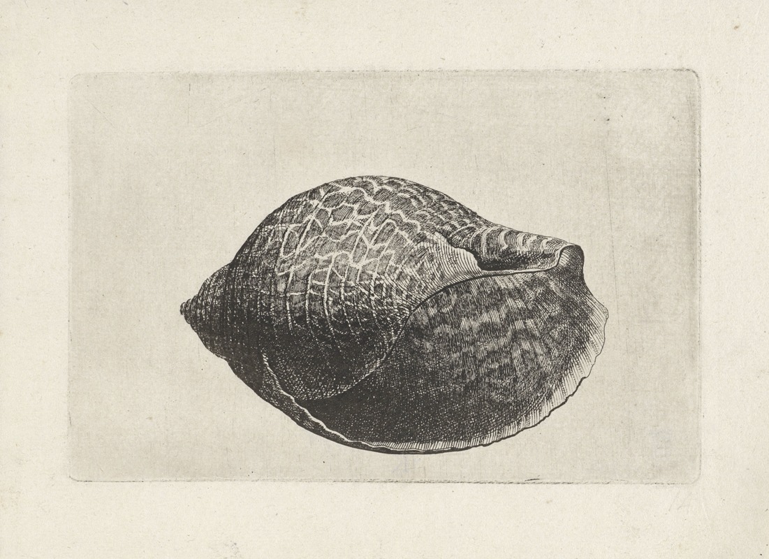 A detailed etching of a Pacific partridge tun by Wenceslaus Hollar.