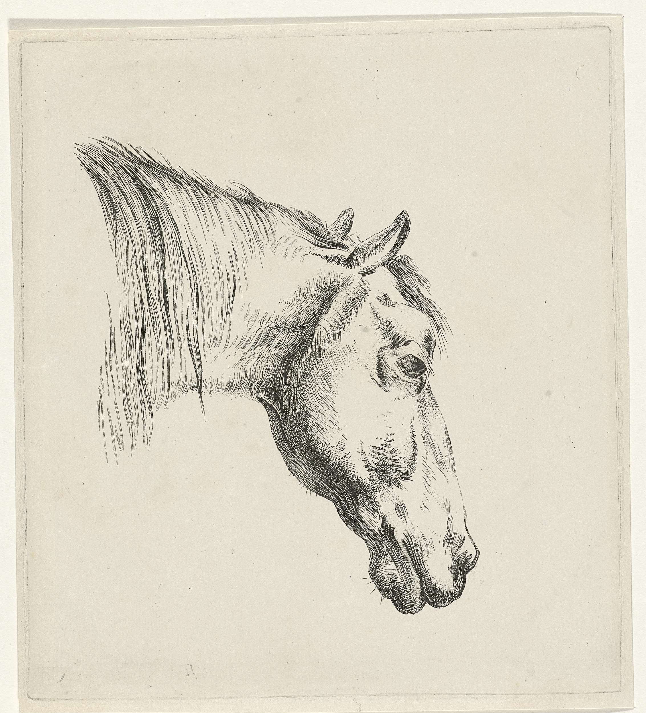 Etching of a horse's head by Reinierus Albertus Ludovicus baron van Isendoorn à Blois