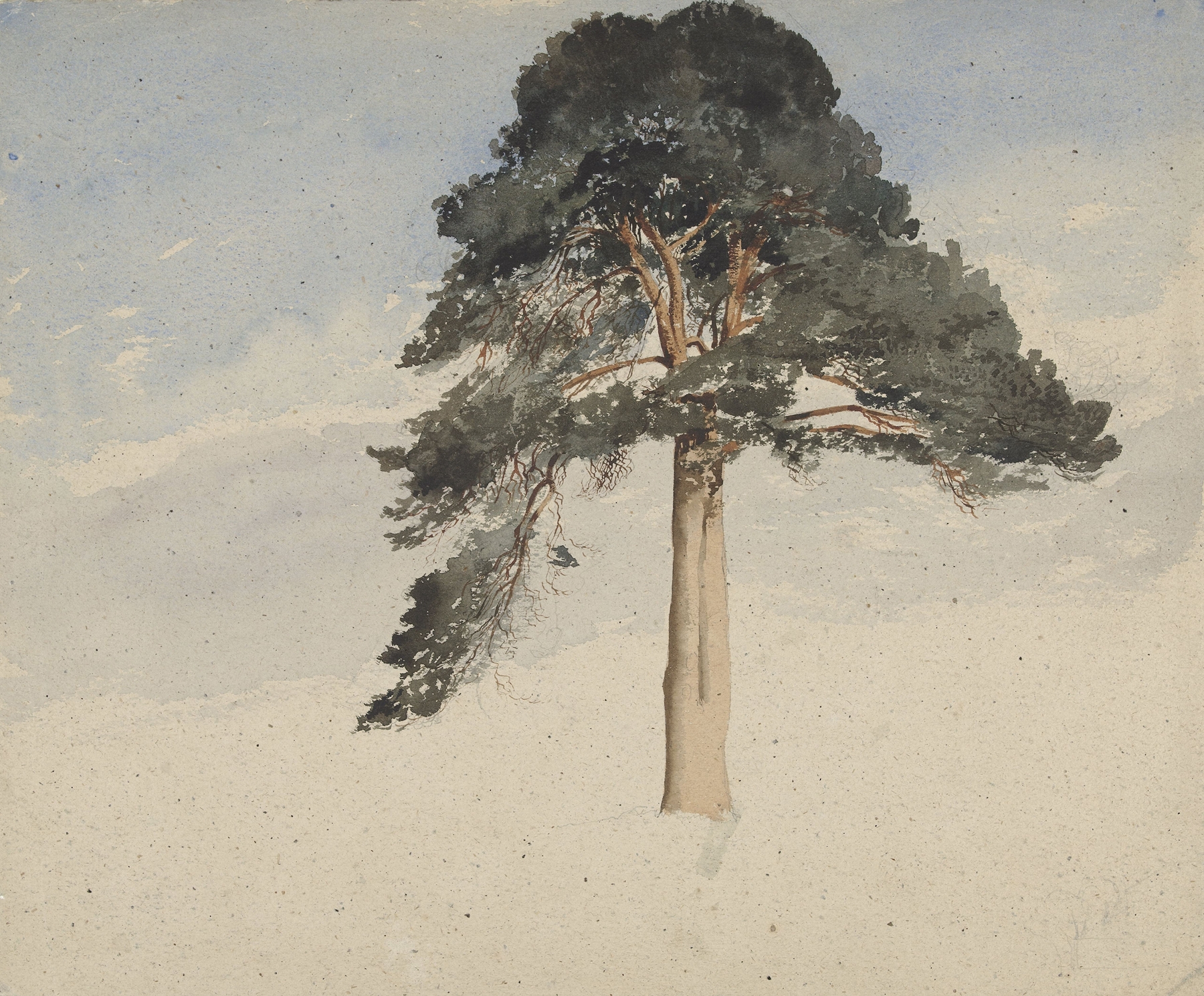 Scottish Pine Tree by William Leighton Leitch, oil painting depicting a tall pine against a blue sky.