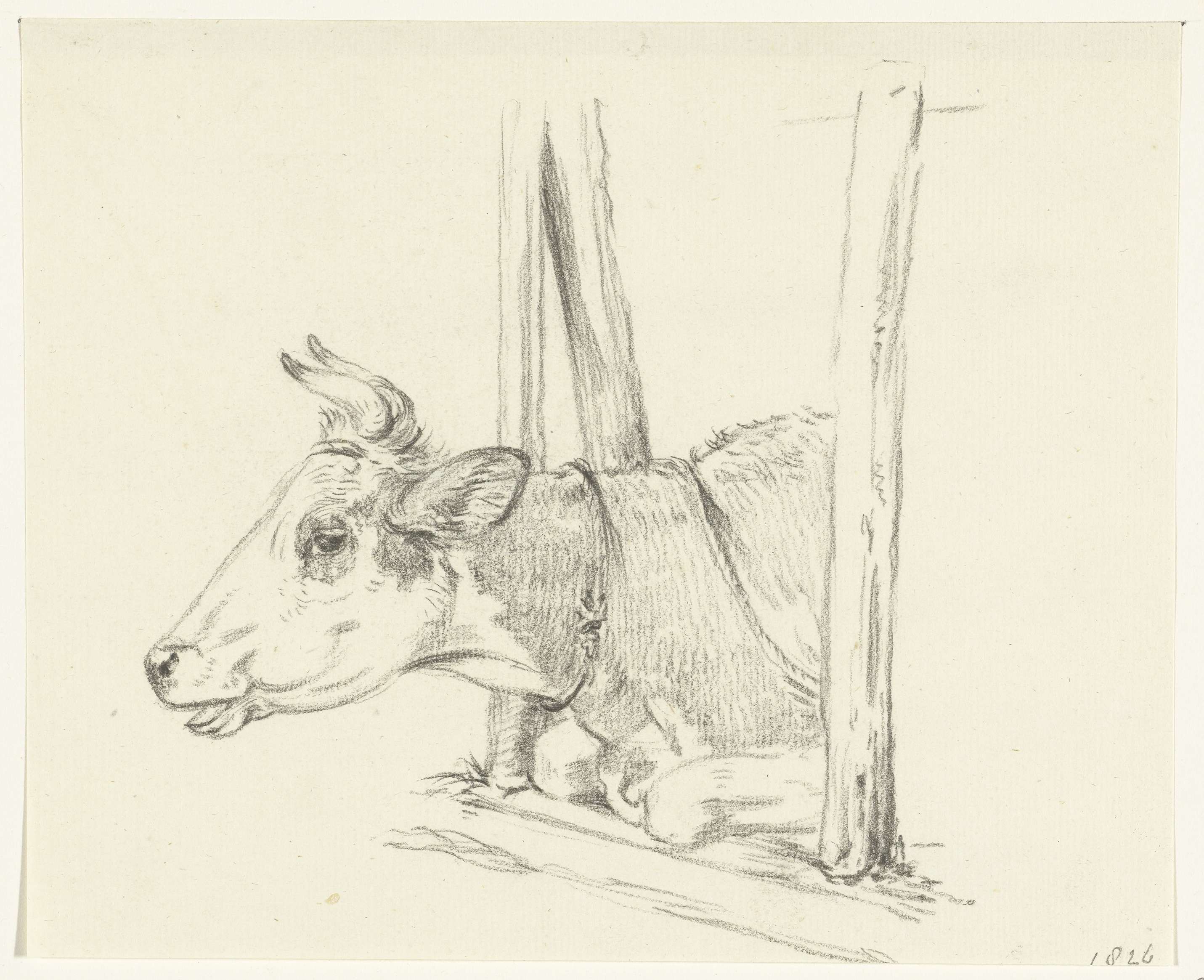 Cow lying in a barn, drawing by Jean Bernard