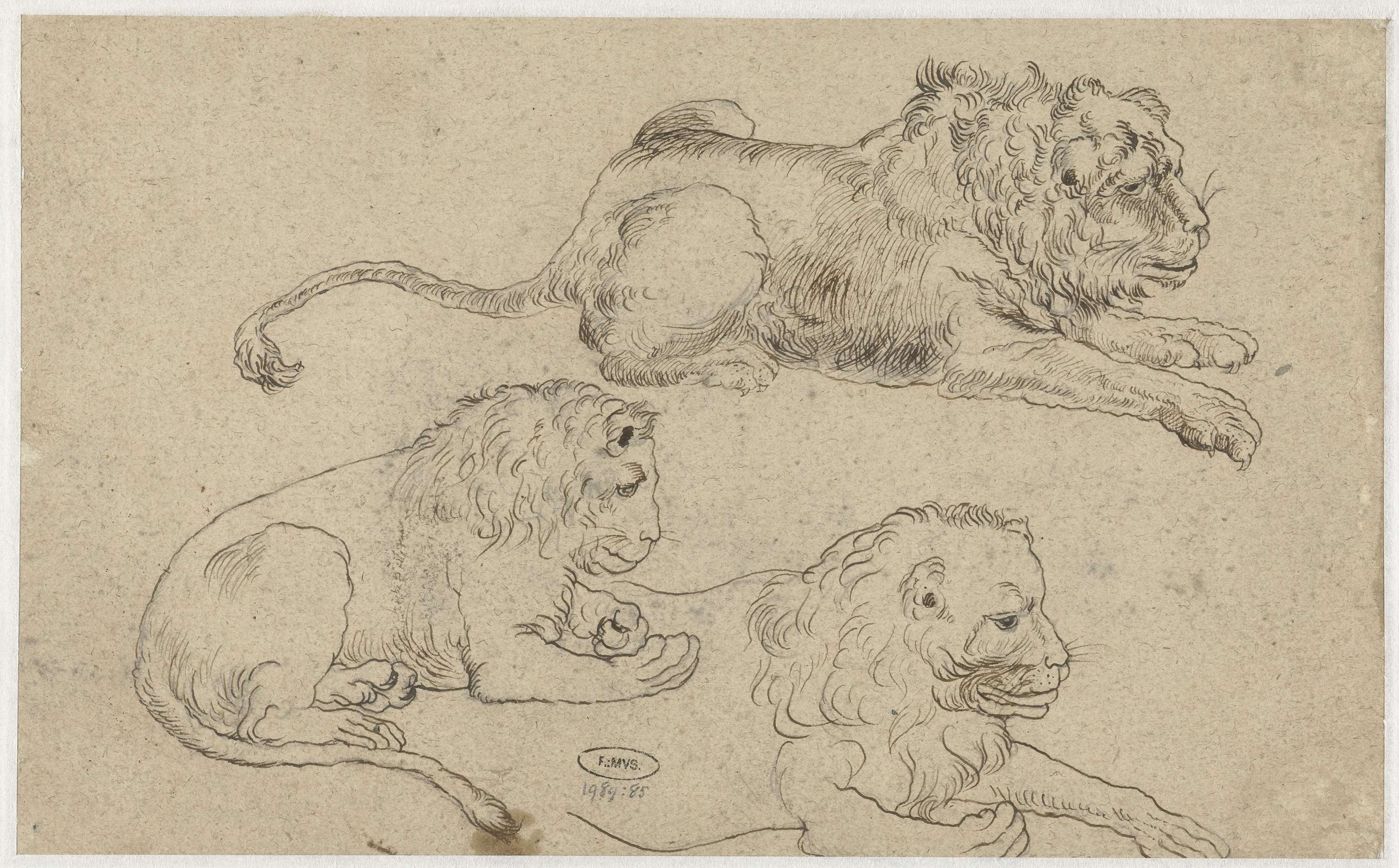 Drawing of three lions on paper by Unknown Artist