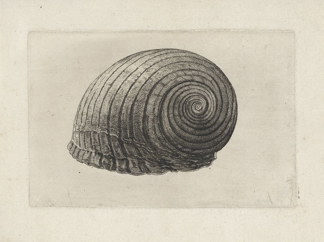 A detailed etching of a giant tun shell by Wenceslaus Hollar.