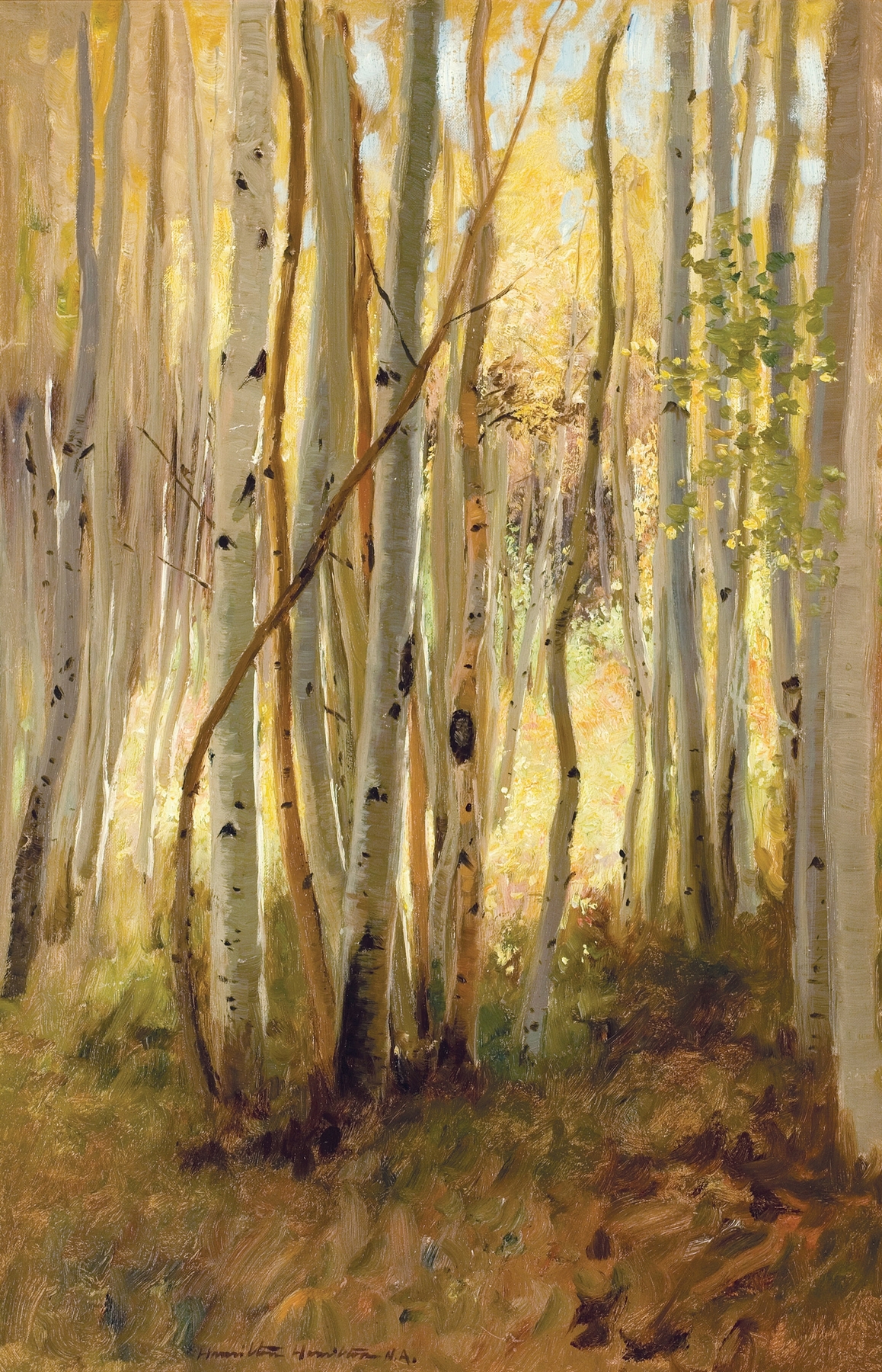 Impressionist landscape by Hamilton Hamilton depicting birch trees and sunlight.