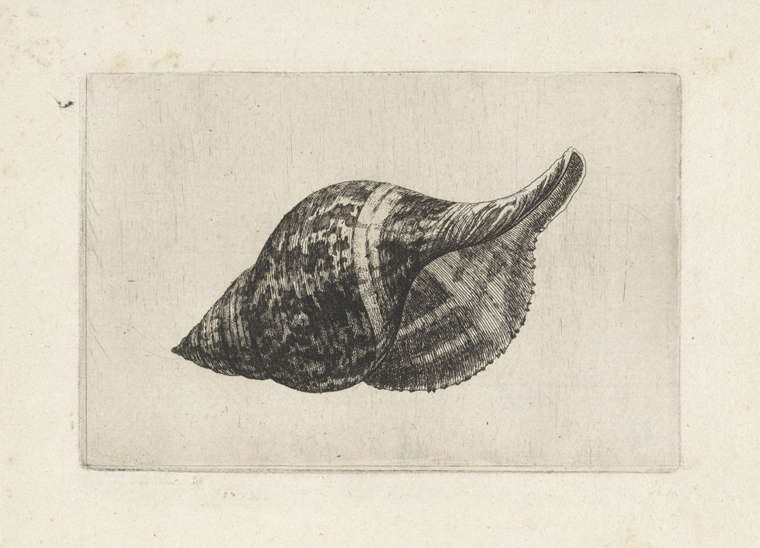 A detailed depiction of a tulip shell by Wenceslaus Hollar.