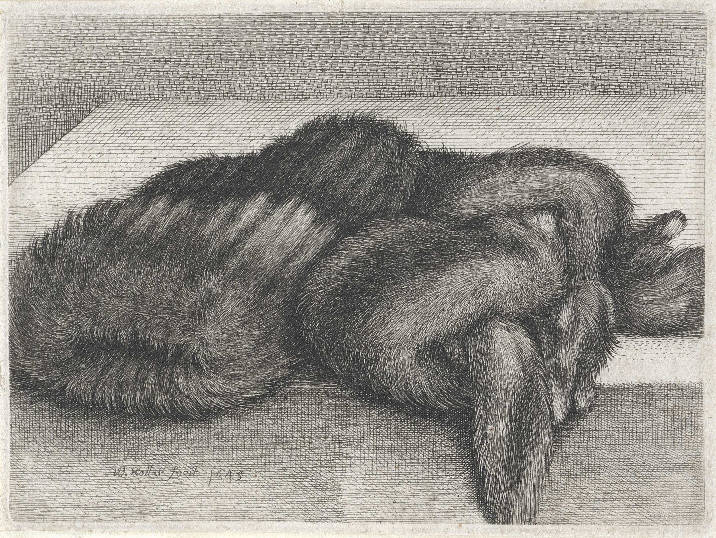 Fur-lined stole etching by Wenceslaus Hollar, showcasing luxurious texture and human emotion.
