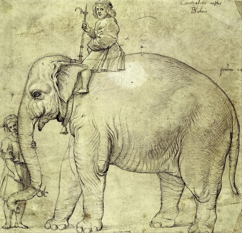 A painting of the elephant Hanno by Raphael.