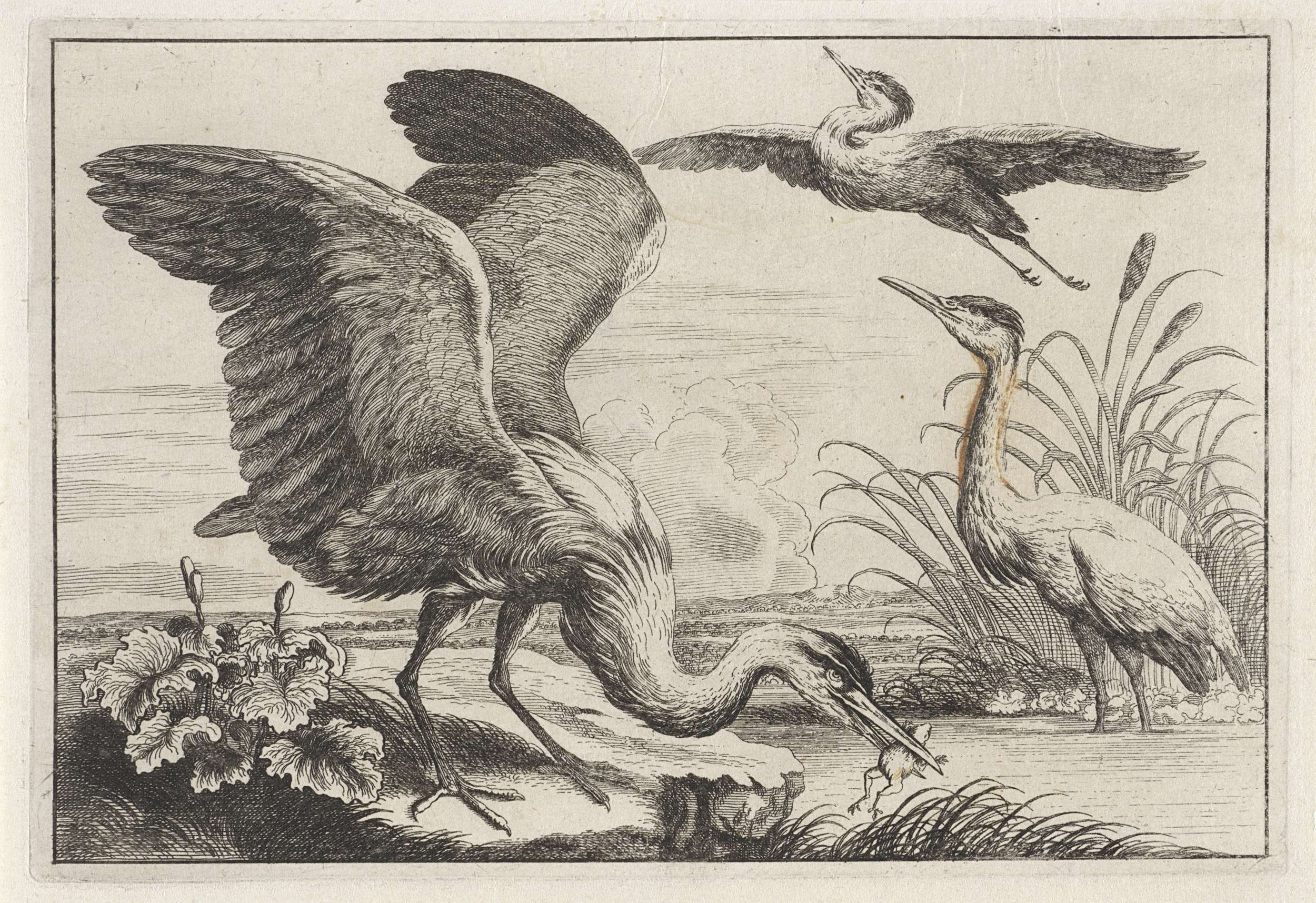 Three herons stand gracefully in a tranquil setting, etching by Unknown Artist