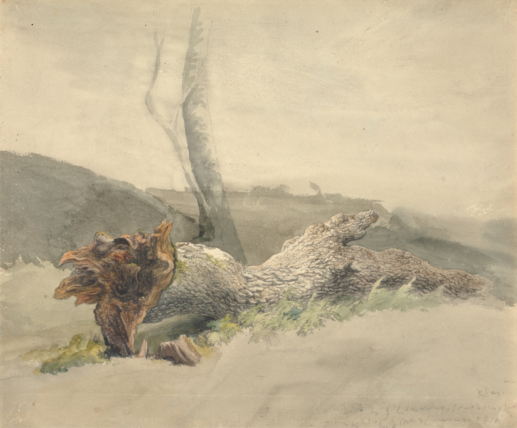 Fallen tree with exposed roots, oil painting by Robert Hills