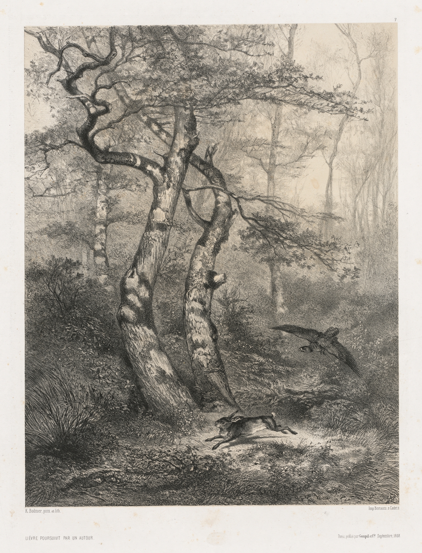 Hare Pursued by a Goshawk, 1858 by Karl Bodmer, depicting a hare fleeing from a goshawk, oil painting
