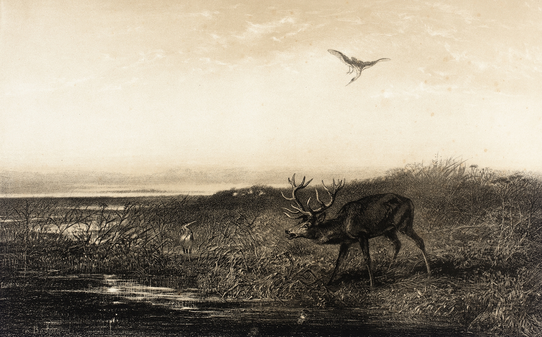 Watercolour by Karl Bodmer depicting a stag and herons in twilight