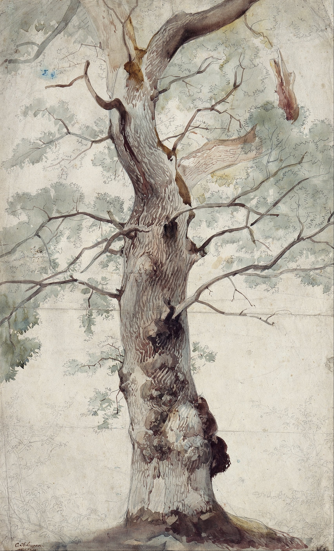 Study of a Tree by Caspar Scheuren, watercolor on paper depicting a solitary tree in nature.