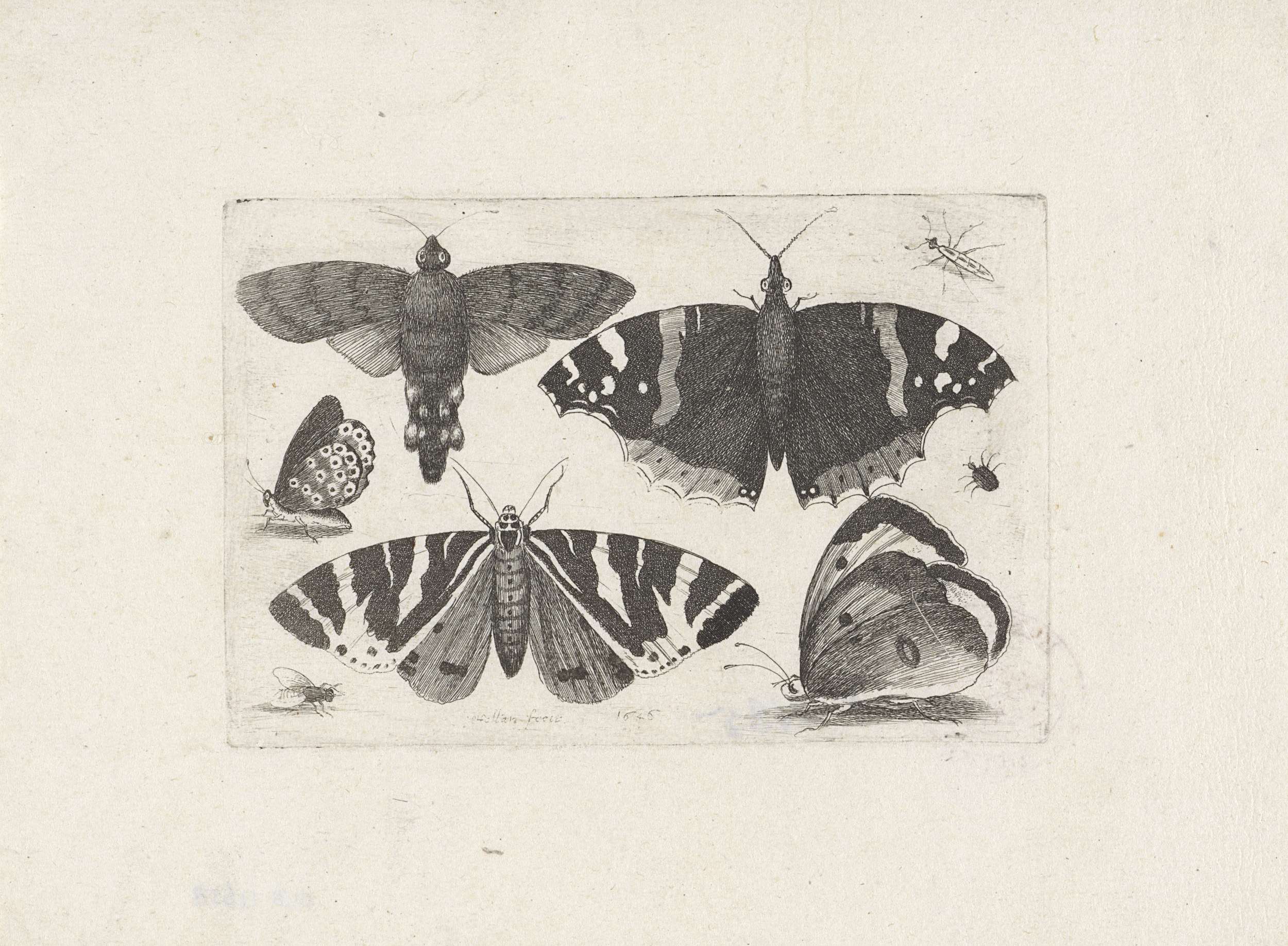 Etching by Wenceslaus Hollar depicting four butterflies and insects
