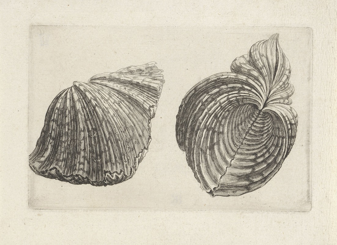 Bear Paw Clam is an intricate depiction of a clam, showcasing its unique shell patterns.