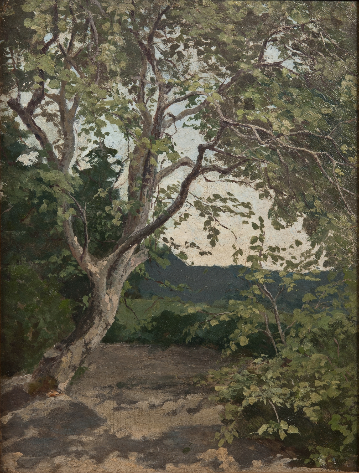 Botanical study of a tree by Anna Nordlander, medium unknown