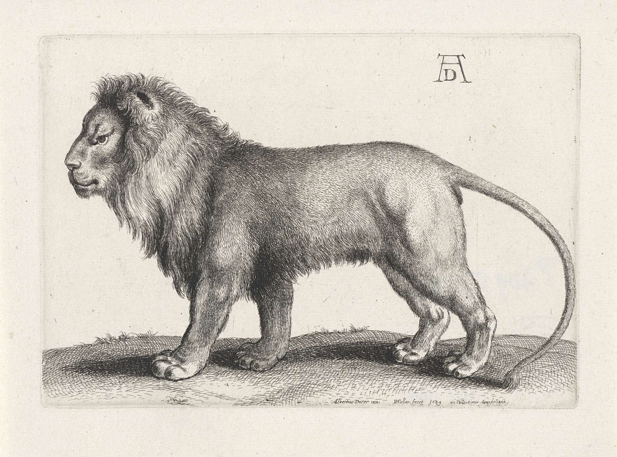 Etching by Wenceslaus Hollar depicting a lion standing majestically.