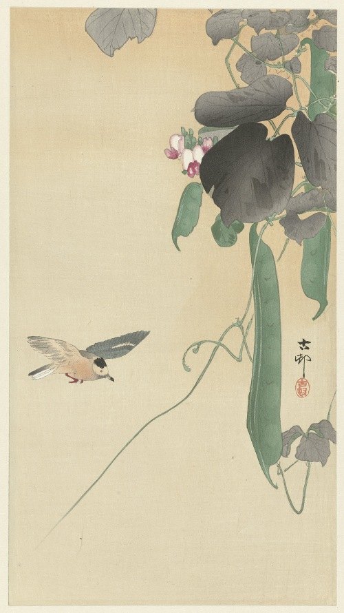 A bird perched on a flowering bean plant, showcasing delicate details and vibrant colors.