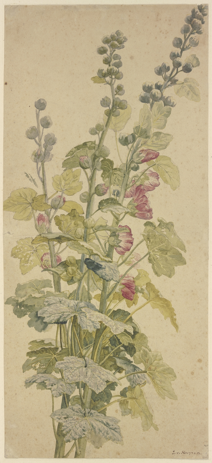 Rosella, by Jan van Huysum, public domain