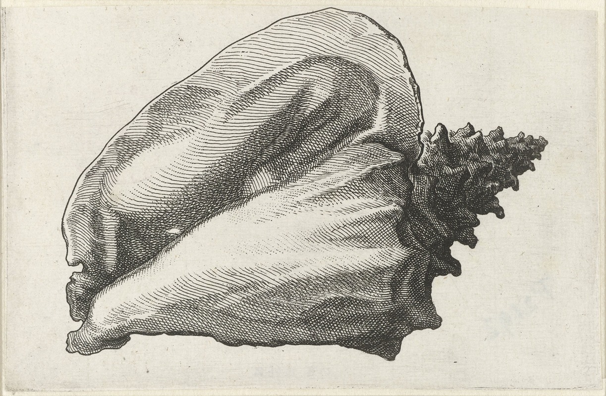A detailed etching of a pink conch shell by Wenceslaus Hollar.