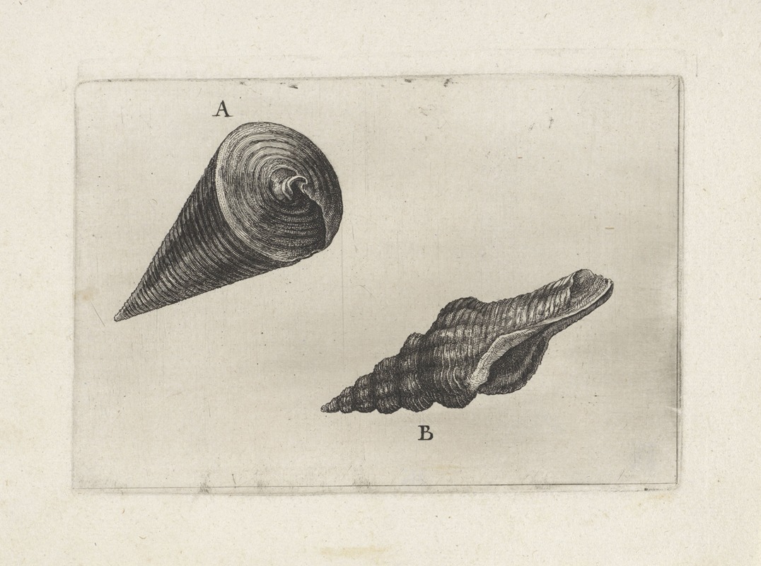 A detailed still life of two distinct shells by Wenceslaus Hollar.
