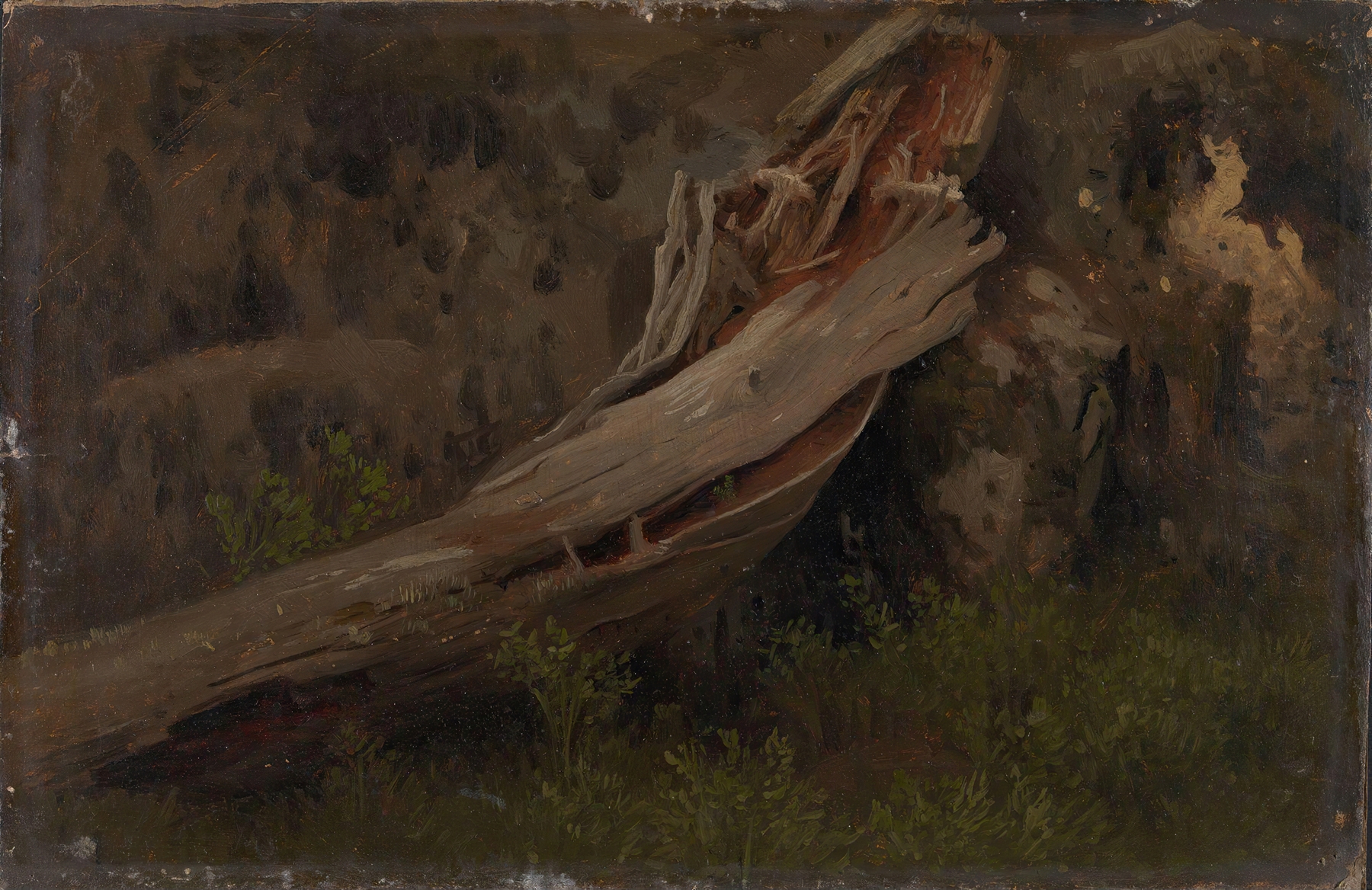 Study of a Decaying Trunk by August Cappelen, depicting gnarled wood in an unknown medium.