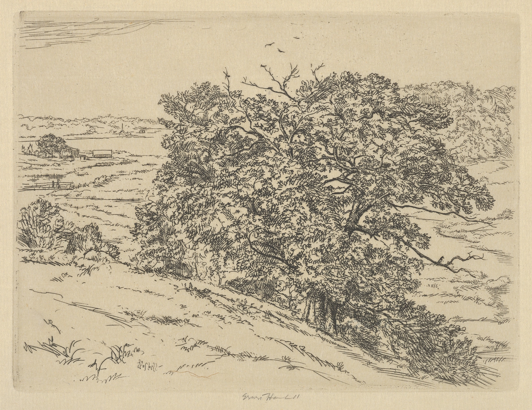 Dromore Oaks by Ernest Haskell, watercolor on paper depicting oak trees and light.