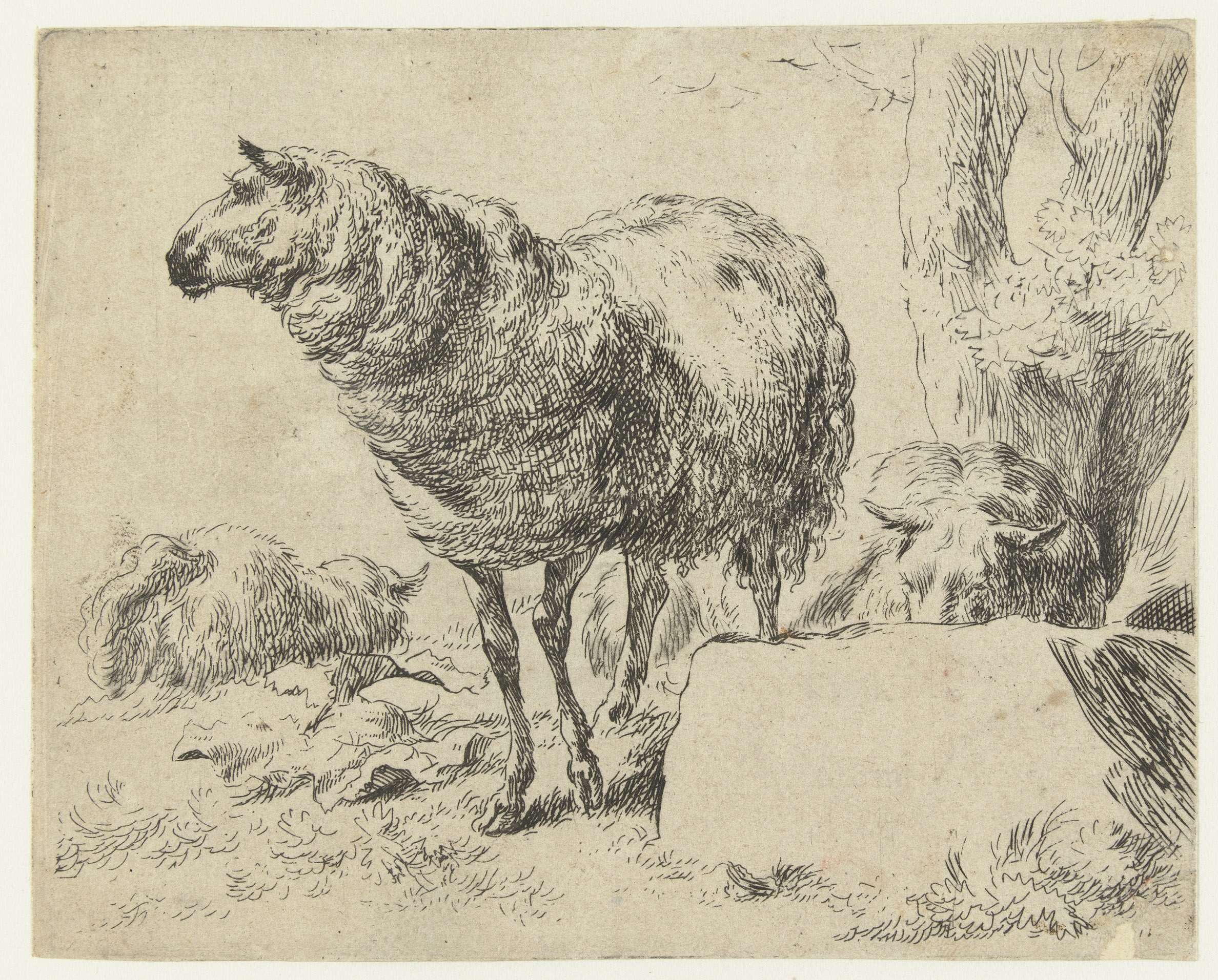 Landscape with three sheep, etching by Nicolaes Pietersz Berchem