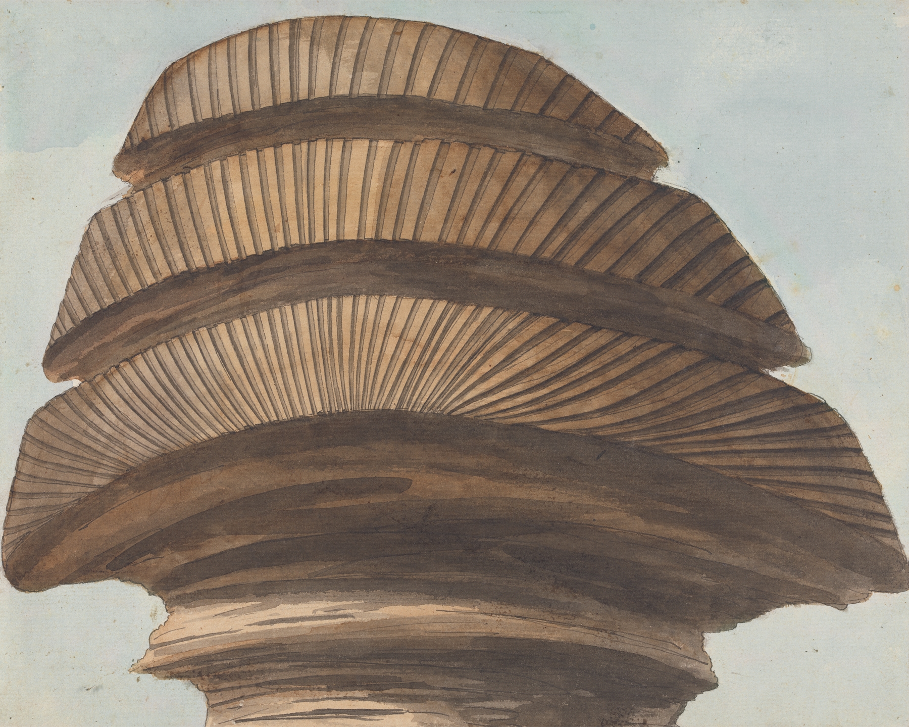 Back view of the Sphinx's head, engraving by Willey Reveley